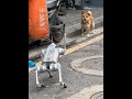 This is the real musical robot dog. Dog. Robot dog. Rhubarb. Shiba Inu.