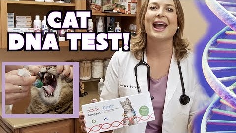 Cat DNA Test! | Basepaws Cat DNA and Genetic Test kit