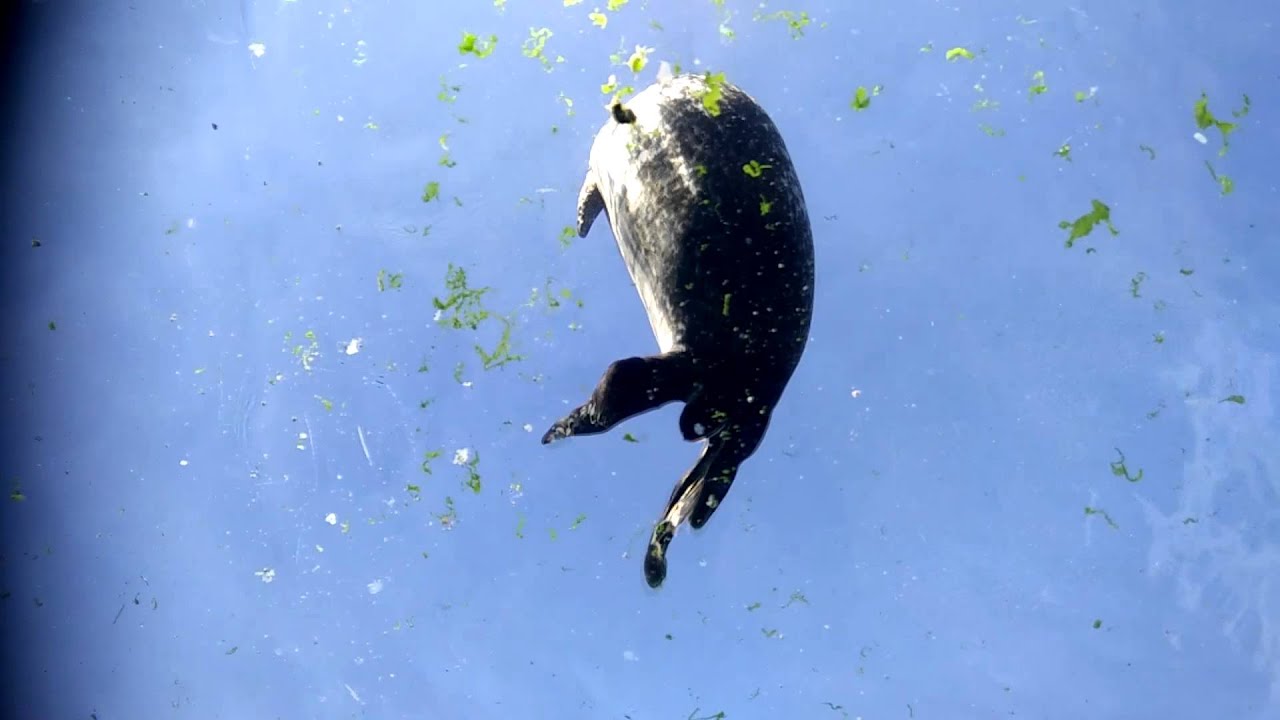 Zocked! - Popkultur / WTF / Mikes Robbenabenteuer [German/HD]