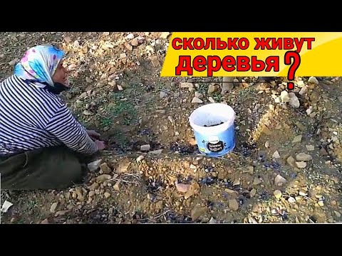 Video: Vai krievu olīvu augļi ir ēdami?