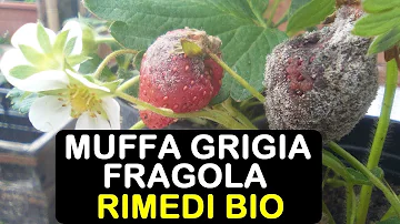 Perché le fragole fanno la muffa?