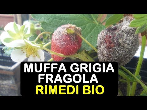 Video: Muffa Grigia Di Cetriolo
