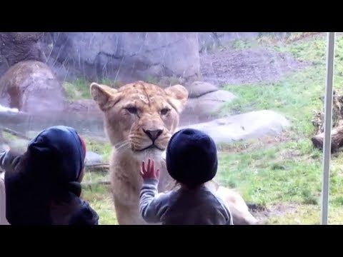 فيديو: كيف تتصرف في حديقة حيوان