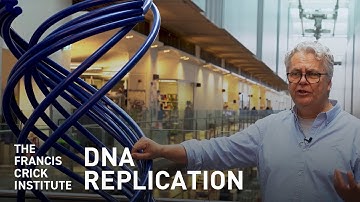 DNA Replication – How to Copy Six Billion Base Pairs