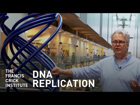 DNA Replication – How to Copy Six Billion Base Pairs