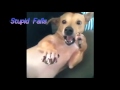 VIDEOS GRACIOSOS/Humanos vs Animales/StupidFails