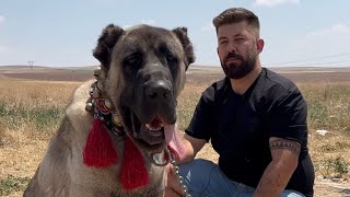 BLACKHEAD SHEPHERD DOGS ~ 55 YEARS OF HISTORIC PEED