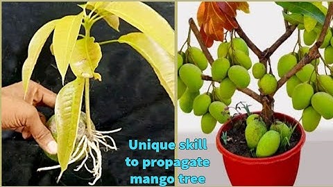 Unique Skill To Grow Mango Tree Using Onion With Quick & Easy Techniques | Grafting  Mango Tree