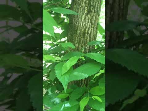 Video: Ulmus rubra siv rau dab tsi?