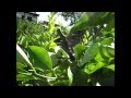 Cómo hacer un injerto a parche, como injertar un arbol frutal, como injertar un limonero.