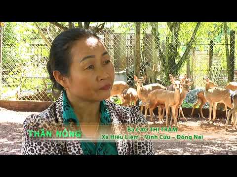 Video Thành tỷ phú nhờ nuôi hươu, nai - youtube