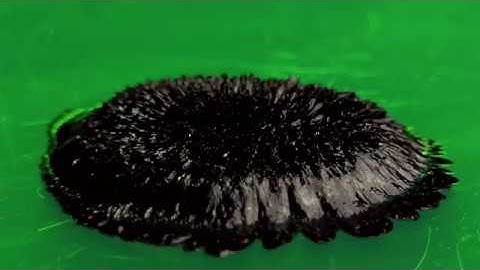 KOMODO [Official TRAILER] - Jochem Ruarus