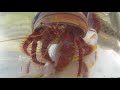 キビレチヌを貪る赤（姫）ヤドカリ