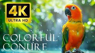 Most Colorful Birds In 4K UHD | Sun Conure | Birds Sound