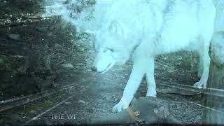 Julia Wandelt - Winter Wolf