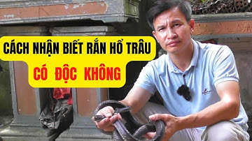 Các Loài Rắn Hổ Trâu,Ráo Trâu,Hổ Vện Có Độc Tố Không - Trại Giống Đông Sơn