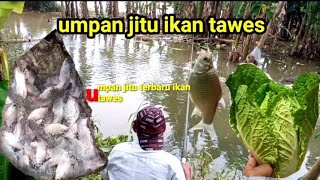 Umpan jitu mancing ikan tawes pakai umpan daun sawi. turun langsung strike