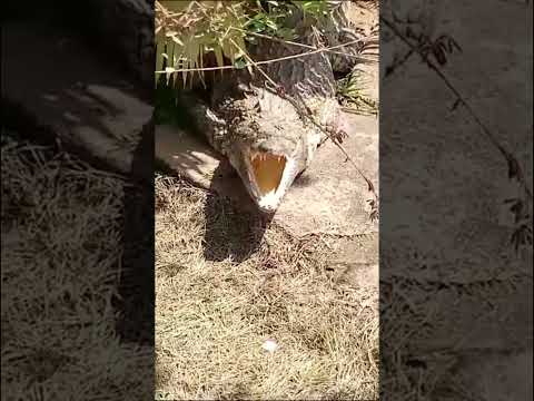 Nile African Crocodile trying to eat me #natureshorts #animal #reptile #blackmamba #elephant #snake