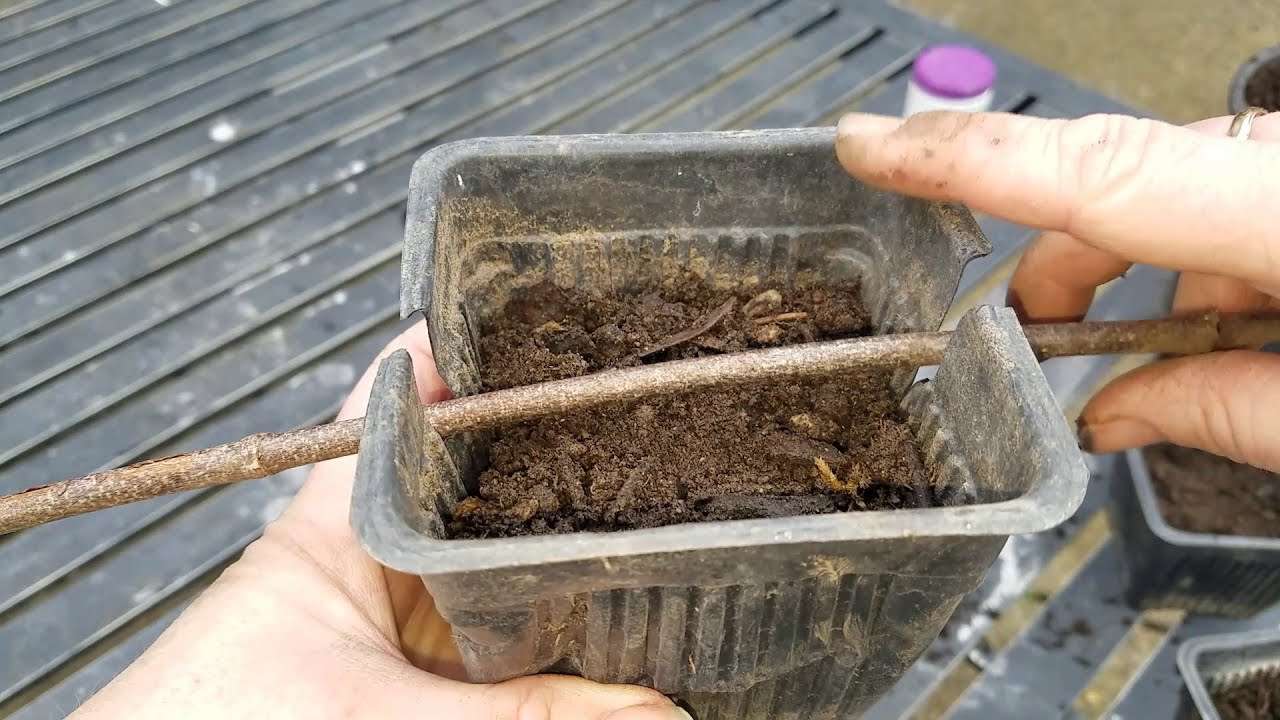 Simple Layering and Tip Layering Blueberry and Daphne Propagation YouTube