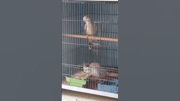 #singing #Cocktails #lovebirds #Finch #parrots #Java #Shorts #Joan #Aviary #Karachi #Pakistan