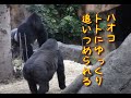 Toto chases Haoko steadily 　Gorilla at Ueno Zoo　 ハオコがトトにじわじわと追いつめられる。上野上野動物園のゴリラ