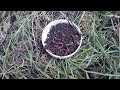 Как вырастить красного навозного червя для рыбалки в листьях от деревьев и травы