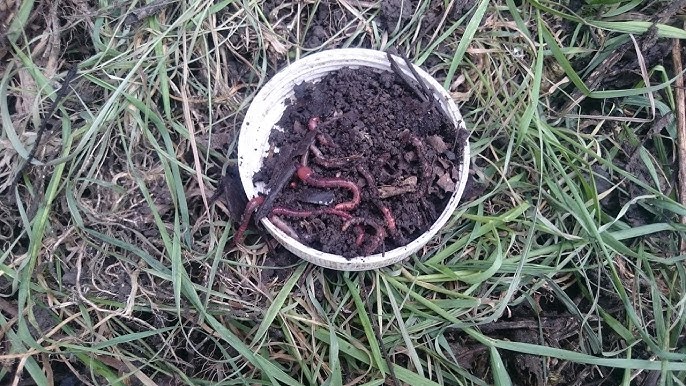 Как разводить дождевых червей в огороде | Советы и инструкции