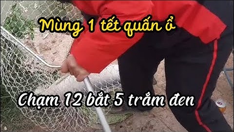 Câu lục I Khai xuân mùng 1 tết quấn đàn trắm đen chạm 12 con bắt 5 con bong 7 con I go fitshing