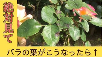 黒星病 Youtube