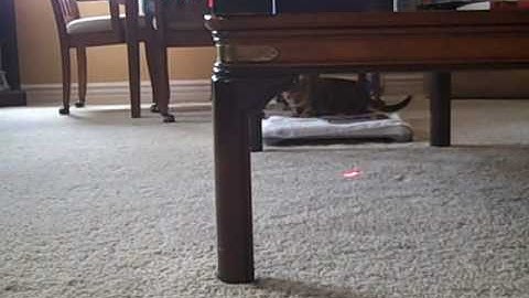 Binky with laser pointer