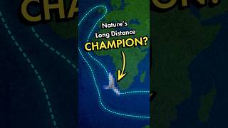This is the LONGEST non-stop journey in nature!