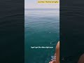 Baby great white shark captured on video off Martha’s Vineyard coast