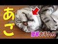 【簡単お手入れ２０秒】トリマーが教える猫あごニキビ予防！