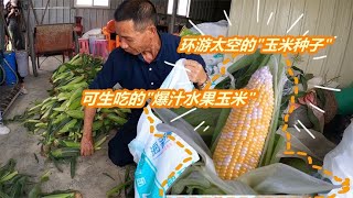 实拍潮州凤塘水果玉米：田里摘下可生吃会爆汁，潮汕最好吃的玉米【黄佳锐】