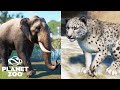 Planet Zoo - A chegada dos ELEFANTES ASIÁTICOS e LEOPARDO DAS NEVES e NOVA VOTAÇÃO aberta.