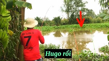 Câu Cá Tra Sông | Cá Ăn Liên Tục Nhiều Cần Không Kịp Giật | Fishing - Miền Tây