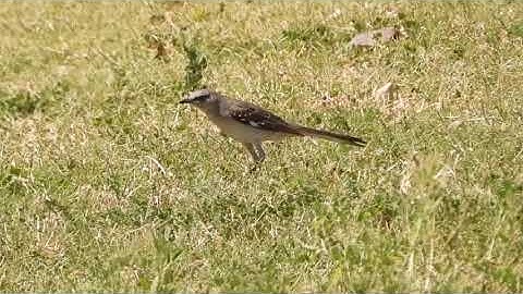 Northern Mockingbird and Strange Behavior