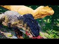 Vida de golden giganotossauro adulto spinosaurus devorador 2final  the isle survival  ptbr