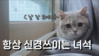 항상 신경 쓰이는 너란 녀석.. 대박쿤