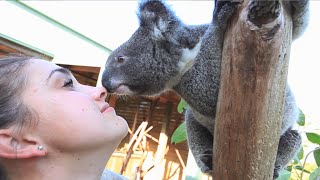 Koala kisses