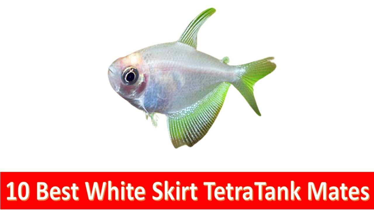 TETRA - WHITE / WHITE SKIRT Gymnocorymbus ternetzi - Aquatics Unlimited