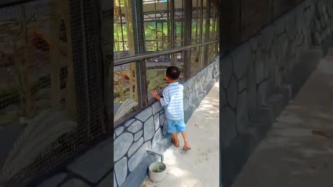 Contoh Burung Japati di Alam Liar