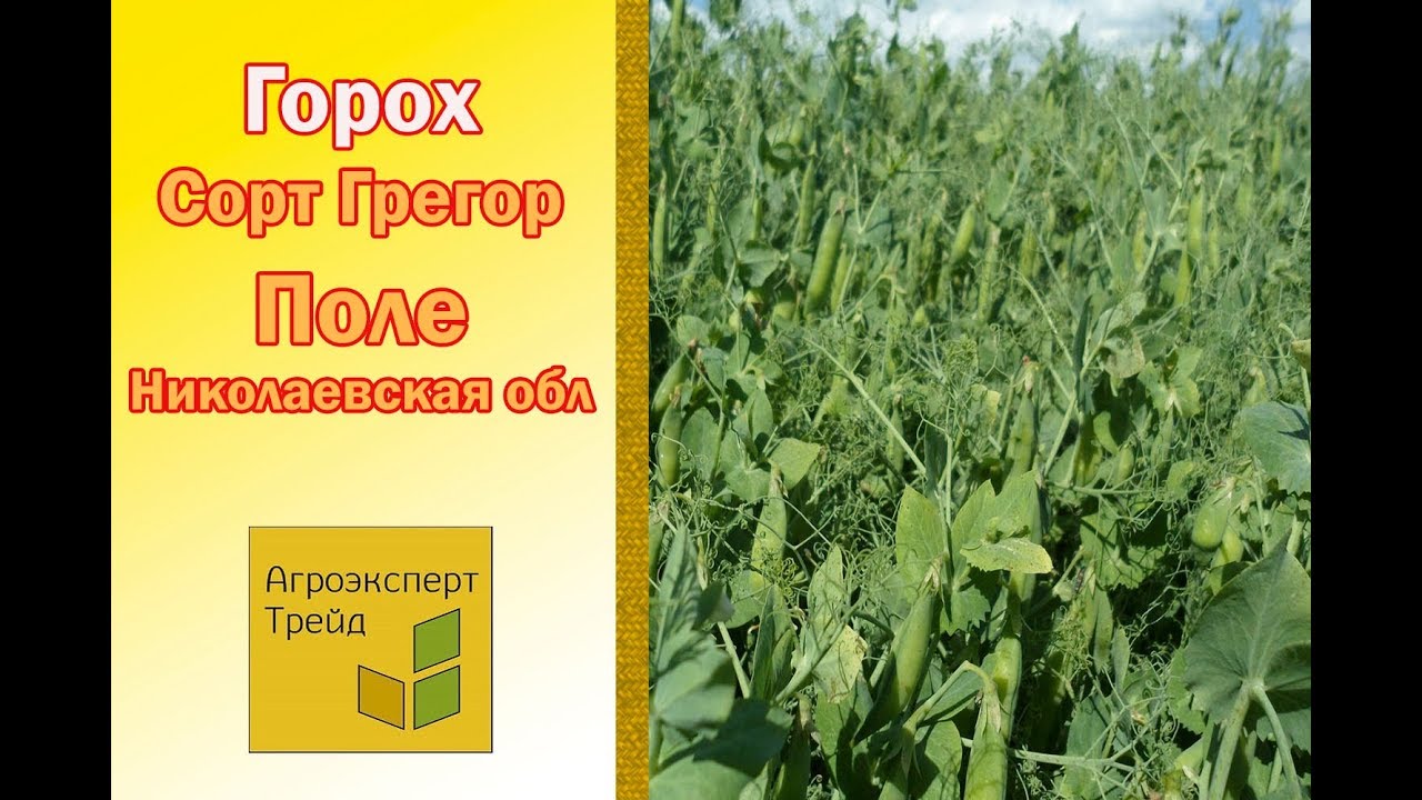 Горох грегор. Поле гороха. Горох Фокор. Горох Фокор описание. Горох Альфа в поле.