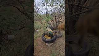 Nasty Pot #invasivespecies #killerbee #honeybee #killerbeeguy