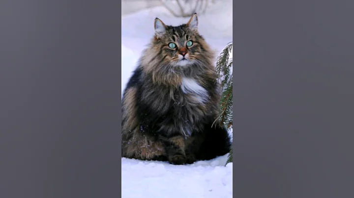 Watch the video about "Wild and Wonderful