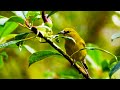 Saving Hawaii’s Birds from Avian Malaria | BBC Earth Witness | BBC Earth