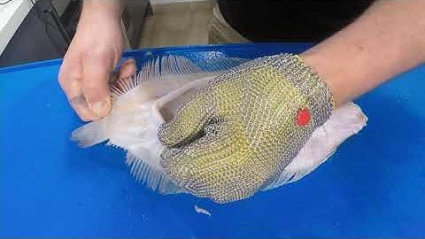 How to Filleting Series - Lemon Sole