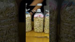 Growing bean sprouts with recycled plastic bottles   Grow a Vegetables No Need A Garden