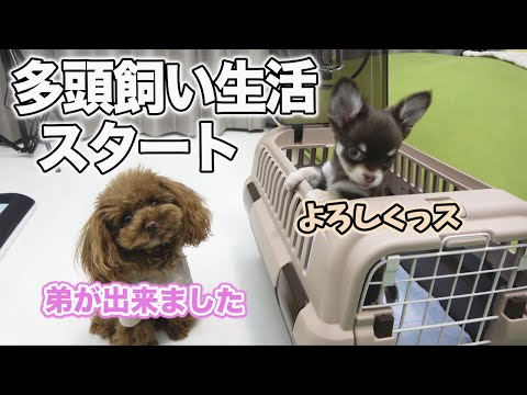 初めてのお留守番に涙 トイプードルの子犬ちゃん 一部閲覧注意 Youtube