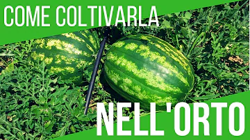 Quanto produce una pianta di cetrioli?
